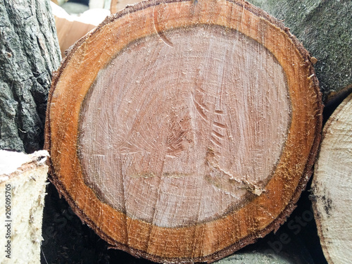 cut wood texture, oak with orange rings