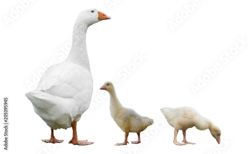 Goose with chick isolated