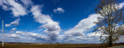 panorama of a tree in a field and beautiful clouds © Alexandr