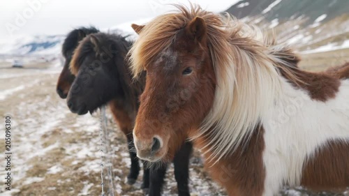 Icelandic horses in winter closeup.
