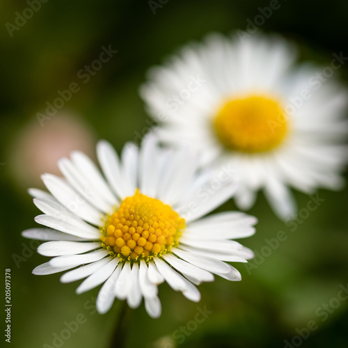 Detail of two daisies with nice golden center which grow in green lawn