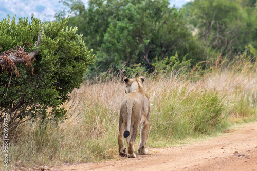 Lioness walking on a dirt road