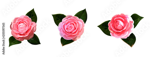 Stampa su tela Floral bouquet design with camellia