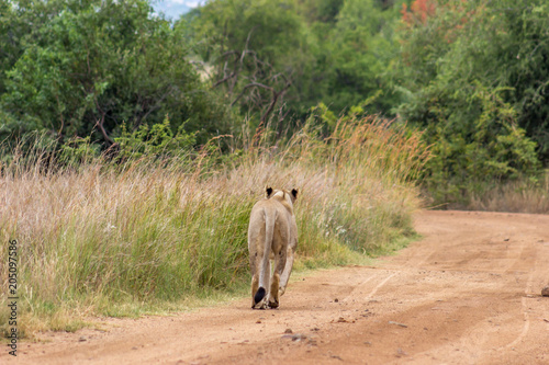Lioness walking on a dirt road