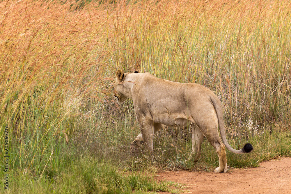 lioness waking into the the grass lioness waking into the the grass