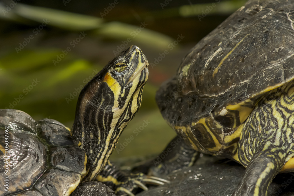 Obraz premium Żółw czerwonolicy siedzący na skale.