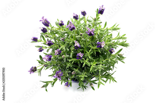 top view of spanish lavender on white isolated background