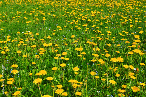 Blooming yellow dandelion flowers Taraxacum officinale used as medical herb and food ingredient in green meadow sunny spring day as colorful natural background.