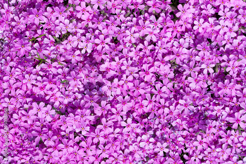 Top view on many purple blooms which fills complete space of photo