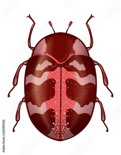 The skin beetle (dermestidae).