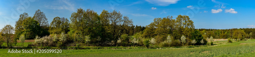 Feldweg mit blühenden Bäumen im Naturpark Mecklenburgische Schweiz bei Marxhagen - Panorama aus 6 Einzelbildern