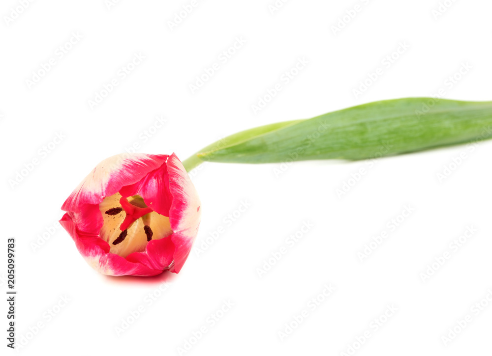 Fresh red tulips Fresh red tulips