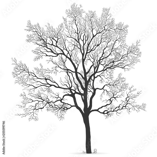 Oak Tree vector silhouette