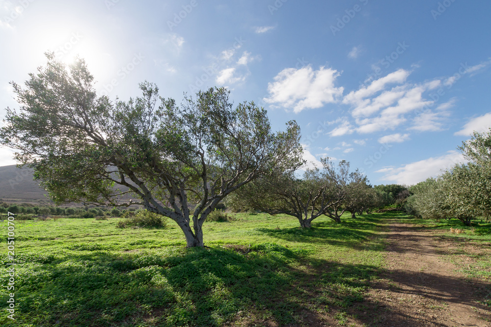 Olive tree Olive tree
