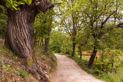 Camino de castaños photo