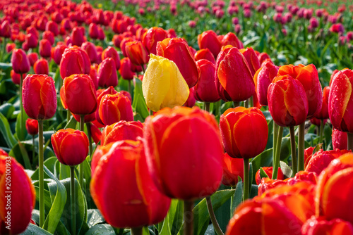 Colourful flower fields with tulips