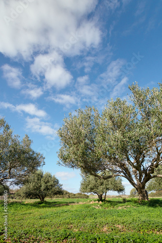 Olive tree