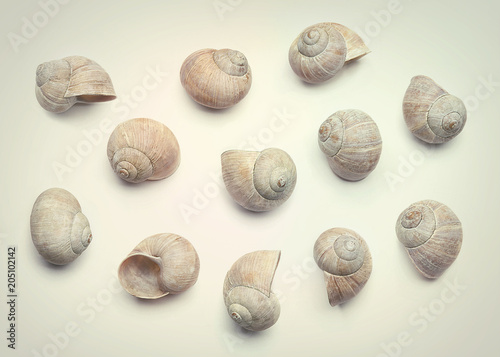 Composition of empty shells vintage filter effect. Concept with dry snail shells in retro vintage style.