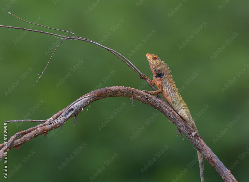 chameleon on tree branch with green background chameleon on tree branch with green background