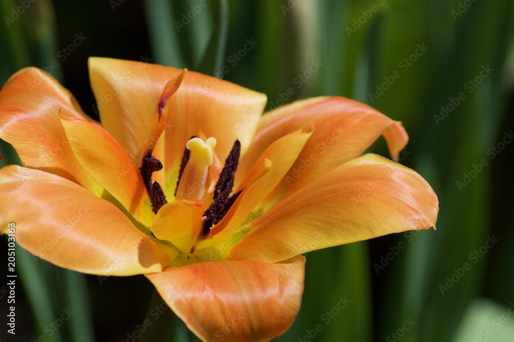 Fototapeta premium Beautiful orange tulip with green leaves