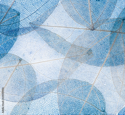 Skeleton Leaves Flower Composition on white  background,transparent blue leaves