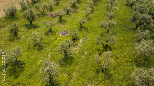 Aerial view of an Italian agricultural field. This olive grove has large and very old trees.