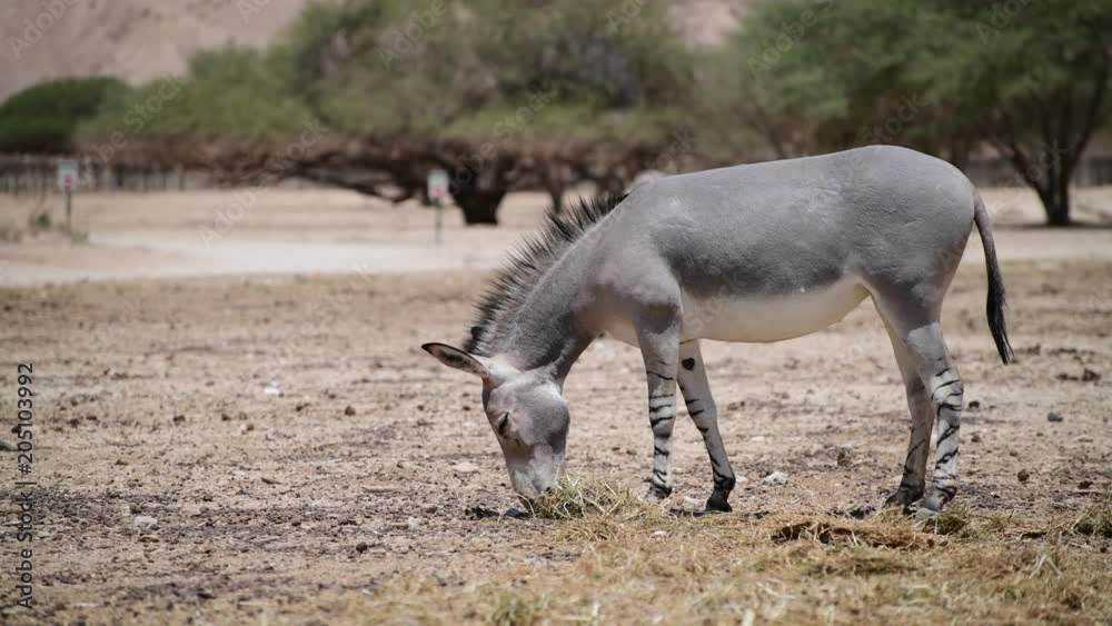 Somali wild donkey (Equus africanus). This species is extremely rare both in nature and in captivity. Nowadays it inhabits nature reserve near Eilat, Israel Somali wild donkey (Equus africanus). This species is extremely rare both in nature and in captivity. Nowadays it inhabits nature reserve near Eilat, Israel