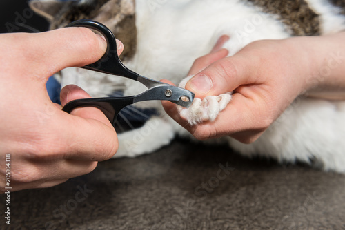 les vétérinaires donnent des soins au animaux domestiques,  coupent les griffes et nettoient  les oreilles , les yeux, les coiffent, les tondent. photo