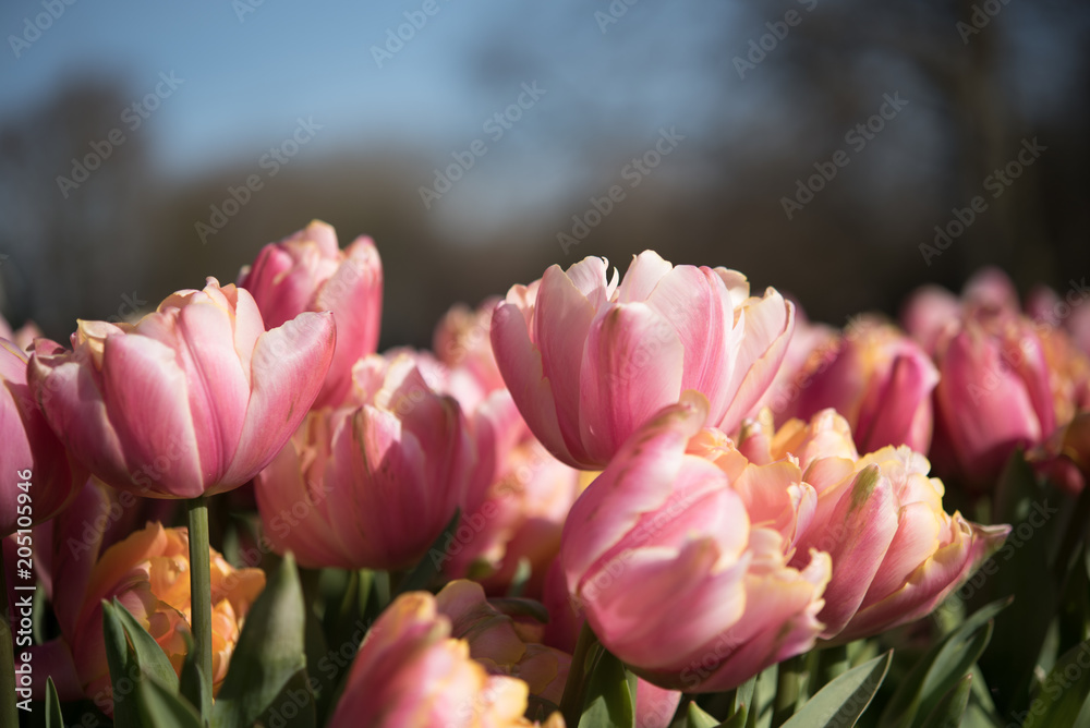Obraz premium tulips