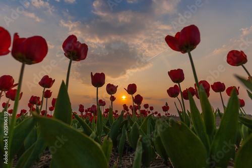 Tulipany © Marcin