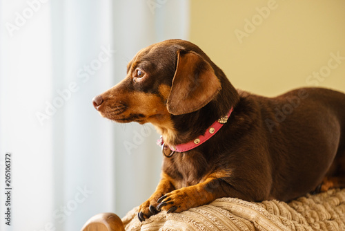 Little dog sitting on couch