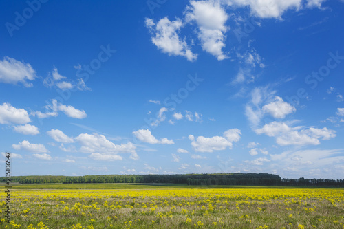 Field with yellow rape flowers and blue sky. Russia