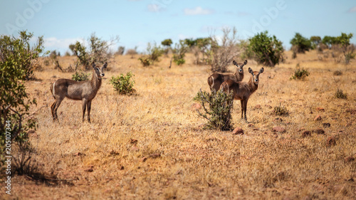 Three waterbuck  Kobus ellipsiprymnus  female antelope in african savanna. Tsavo East national park  Kenya
