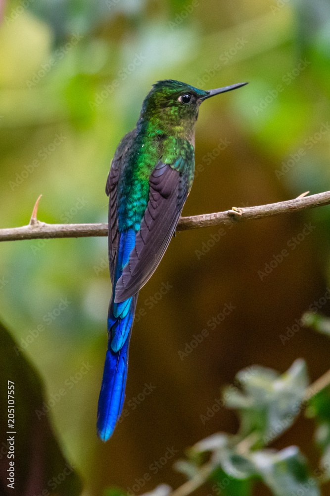 Hummingbird(Trochilidae)Flying gems ecuador