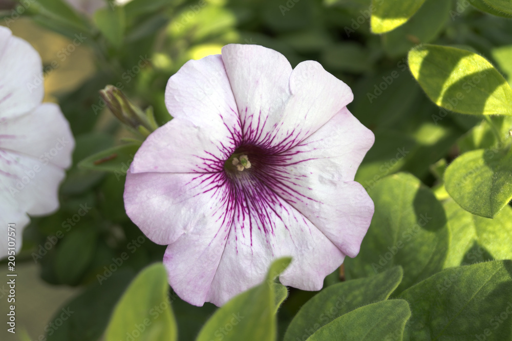 The flower bed of white petunias (Petunia Grandiflora). The flower bed of white petunias (Petunia Grandiflora).