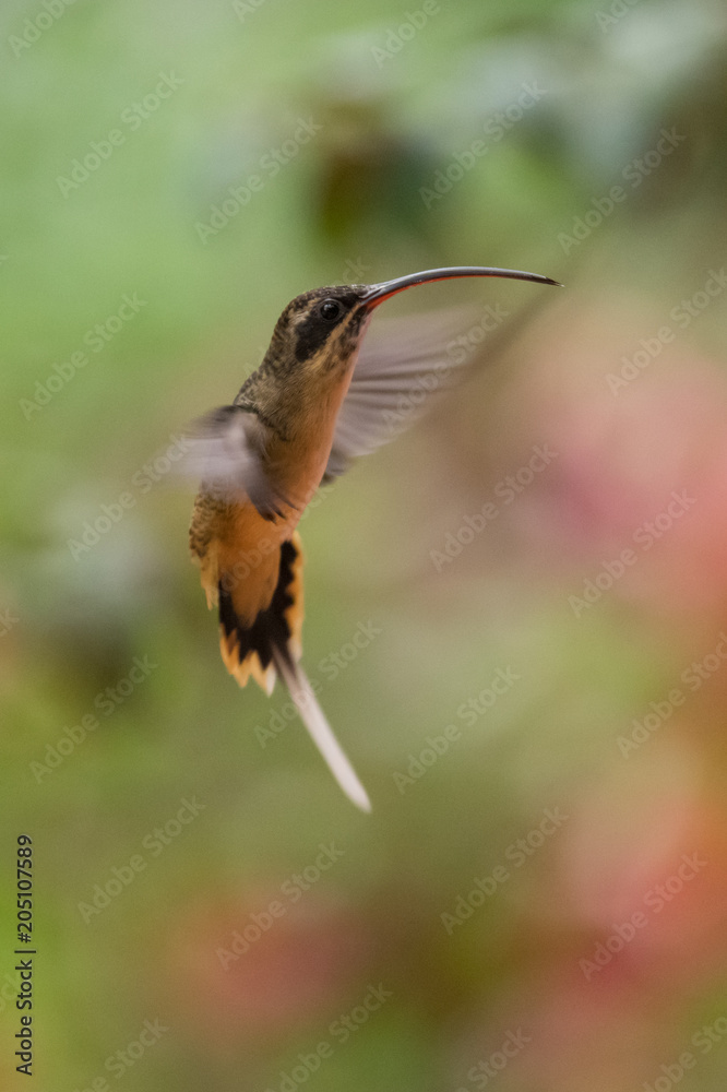 Fototapeta premium Hummingbird(Trochilidae)Flying gems ecuador