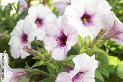 The flower bed of white petunias  Petunia Grandiflora .