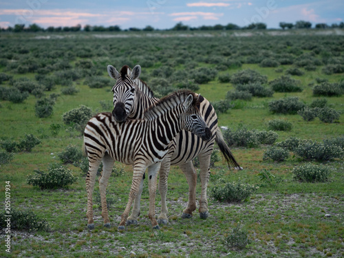 Mother and Child Zebra