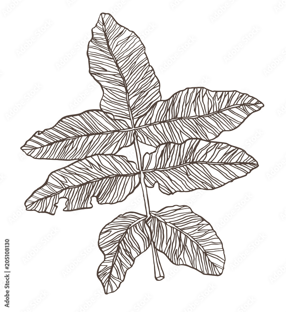 Decorative branch of green leaves with streaky Decorative branch of green leaves with streaky