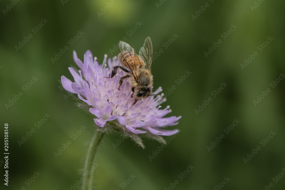Biene sammelt Nektar an einer Scabiose Biene sammelt Nektar an einer Scabiose