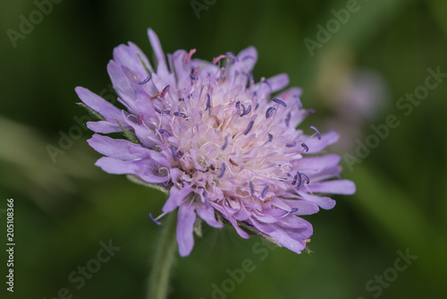 Macro einer Wiesenscabiosenblüte © nounours1