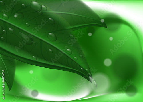 Green leavs and dew on abstract background. Hi res wallpaper