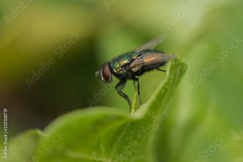 Echte Fliege sitzt auf einem Blatt