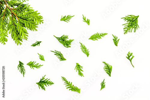 Juniper background. Juniper branches on white background top view copy space