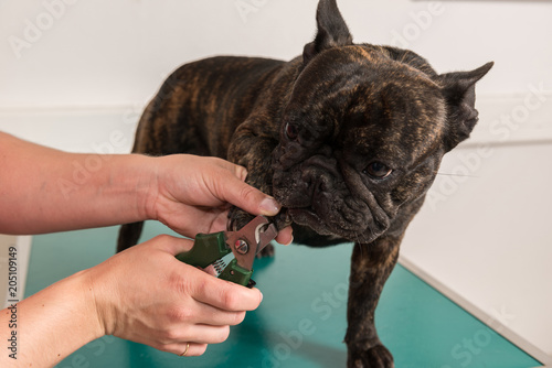 les vétérinaires donnent des soins au animaux domestiques,  coupent les griffes 