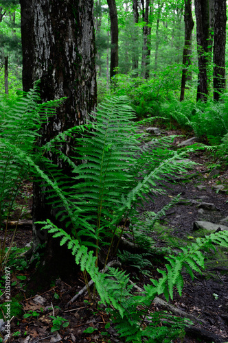 Large Fern at Base of Tree in Forest