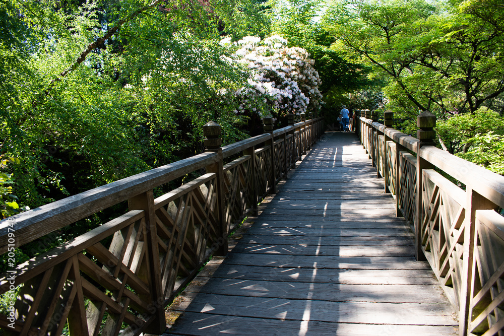 bridge with forest and rhododendrons 