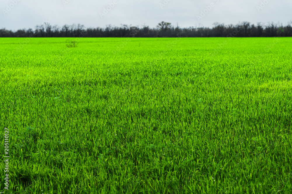 Image of a landscape of a green grass or wheat field. The concept of serenity of ecology and spring Image of a landscape of a green grass or wheat field. The concept of serenity of ecology and spring