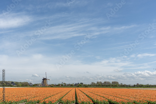 Fototapeta Naklejka Na Ścianę i Meble -  Orange tulips flowers fields and a Dutch windmill at Lisse, Netherlands