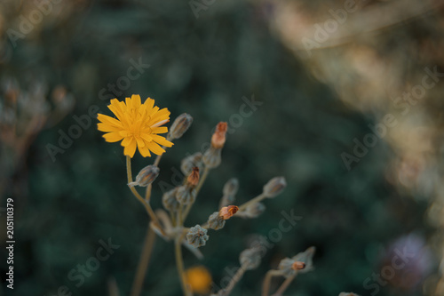 yellow flower of lactuta virosa photo